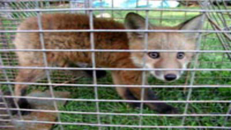 How to Facilitate Squirrel Removal in Reynoldsburg