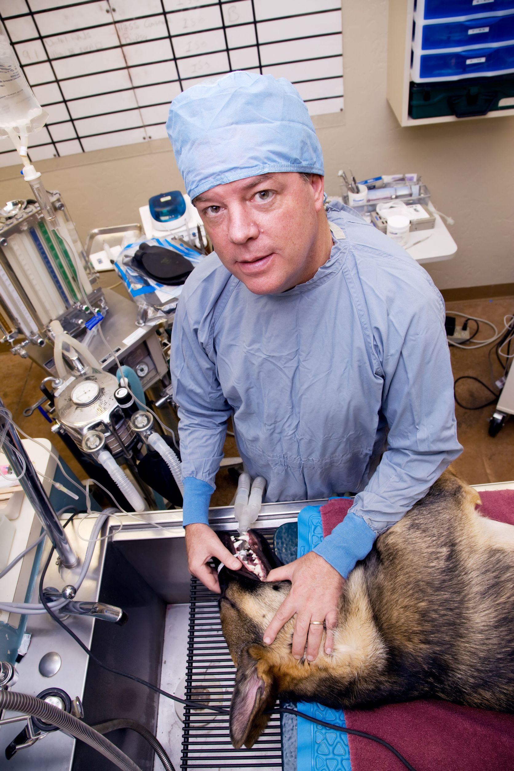 Tips From Animal Hospital in Millersville Professionals: Keys to Keeping Pets Healthy