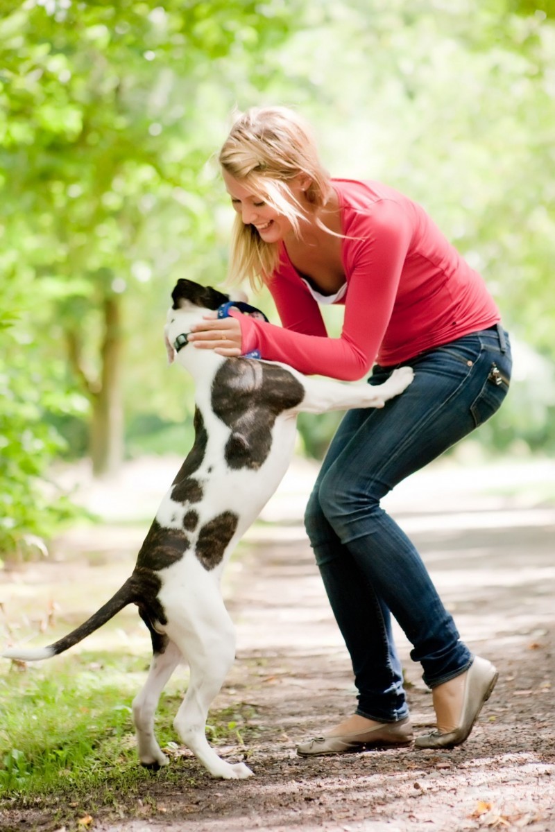 NYC Dog Walking Services Are Available for Busy Professionals