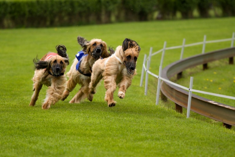 Dog Training in Lafayette =One Big Happy Family