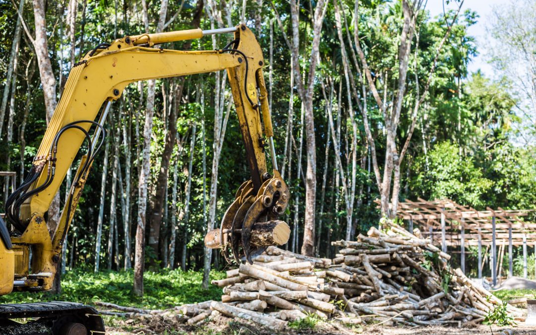 When You Need Tree Removal in Redding CA